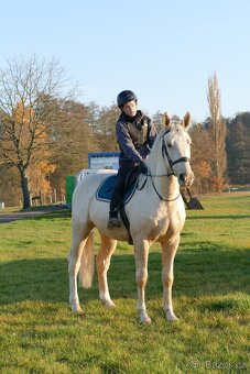 Tříletý Kinský valach - 11