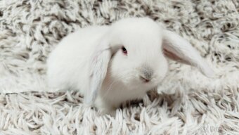 Zakrslý beránek, králíček, králík - MOLLY - 11