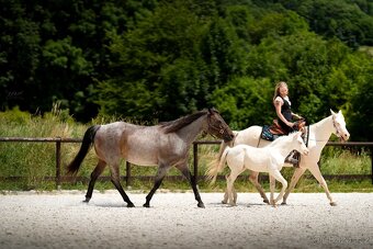 Cremello klisnička s odznaky s reining/cutting původem - 11