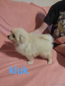 Špic pomeranian štěňátka - 11