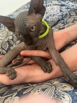 Kočičky Sphynx - 11
