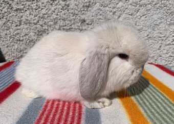 ❤️❤️Nádherný Minilop Kralicek beránek - 11