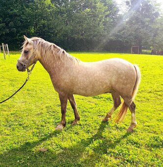 Valašek Český sportovní pony - 11