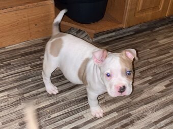 American bully - 11