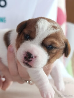 štěňata Jack Russell teriéra s PP - 11