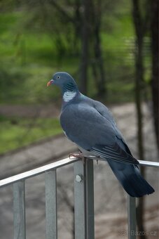 Nikon D5500 + univerzální objektiv - 11