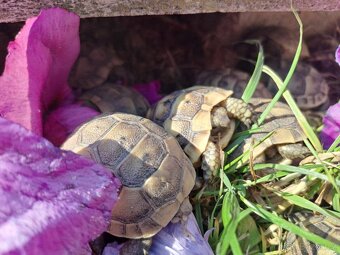 Suchozemské želvy + terária - 11