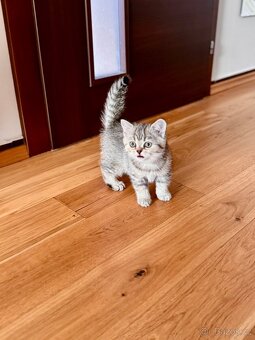 Skotská klapouchá kočka, scottish straight s PP - 11