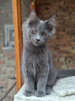 Maine coon,  mainska myvalia s PP - 11