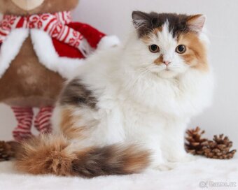 Britská koťátka s PP - 11