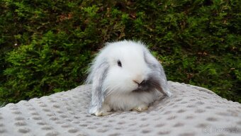 Zakrslý beránek, králíček, králík -MOLLY - 11