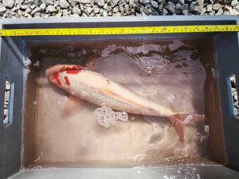 KOI kapr cca 50cm - 11