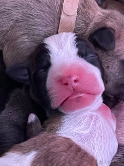 🐾 Americký stafordširský teriér – štěňátka s PP k rezervaci - 11