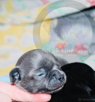 Čivava s PP k rezervaci - 11