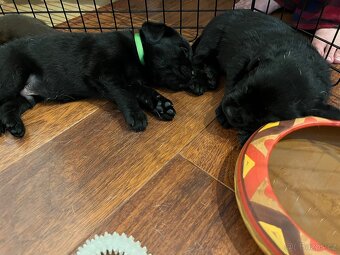 Labradorský retriever - štěňátka - 11