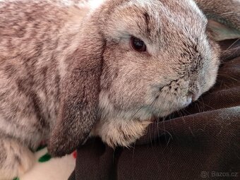 Samička Zakrslý Beránek MiniLop ❤️ - 11