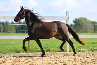 Z jara 3 letý valach Barock pinto - Frís - 11