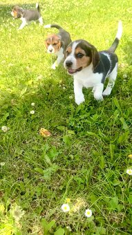 Štěně bígla Praha / bigl, bígl, beagle štěňata - 11