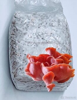 Sadba - Hlíva ústřičná, plicní, modrá, růžová, královská - 11