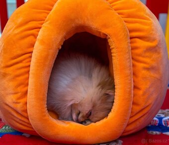 Mini Pomeranian s PP - 11