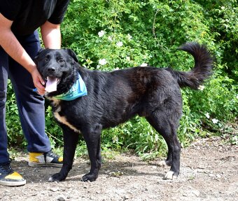 CHICAGO K ADOPCI - 3 ROKY, KONTAKTNÍ, HRAVÝ, AKTIVNÍ - 11