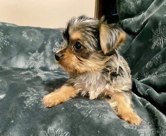 Jorkšírský teriér - 11