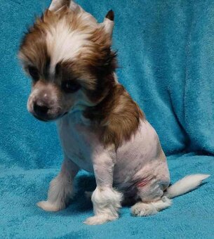 Čínský chocholatý pes - 11