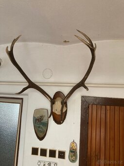 Obrazy a myslivecké obrázky - 11