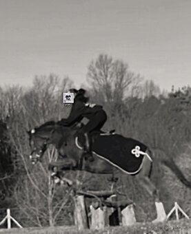 ČT kobyla 2012 - 11