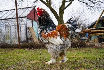 Brahmánky porcelánové 🥚🐣 (násadová vejce i kuřátka) - 11