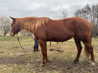 APH-American Paint horse - 11