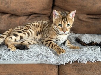 Bengálský kocourek / kotě s PP - 11