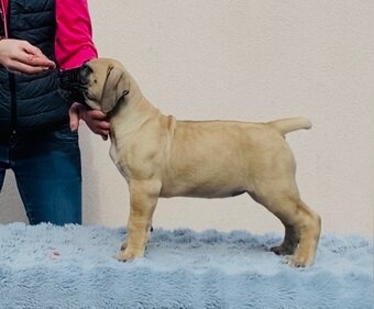 Boerboel štěňata na prodej (FCI) - 11