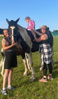 6 letá Barock Pinto - 11