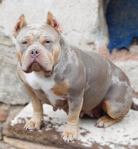 Štěňata American Bully Pocket Exotic -Top linie - 11