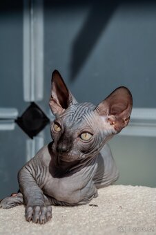 Kanadský Sphynx - 11