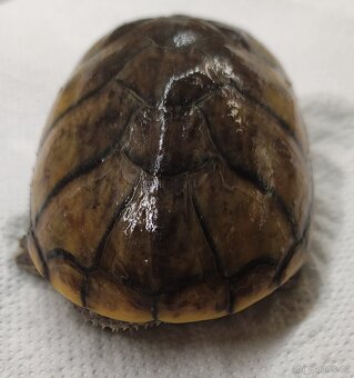 Akvárium - terárium + želva. - 11