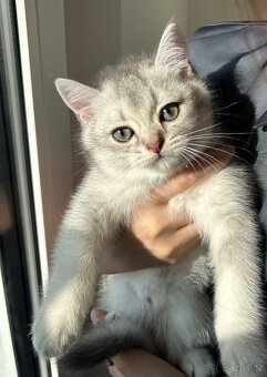 Skotská koťata - 11