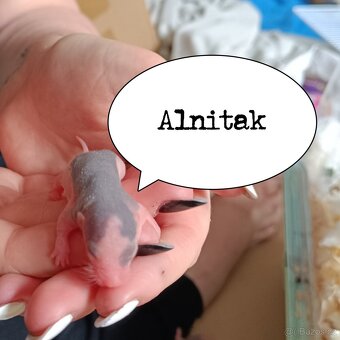 Hledám domov potkaním mláďatům - 11