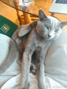 Ruská modrá kocour ke krytí - 11