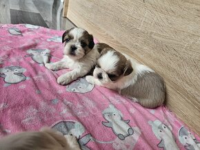 Shih-Tzu s pp shi tzu shih tzu si tzu si-tzu - 11