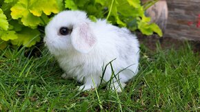 Zakrslý králík, zakrslý králíček beránek - 11