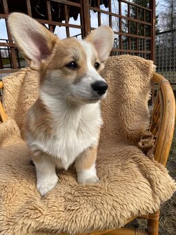 Corgi - 11