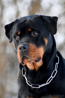 Rotvajler štěňata s PP - 11
