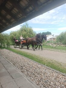 Pořádání svateb , nebo jen pronájem , Statek Starý Kolín - 11