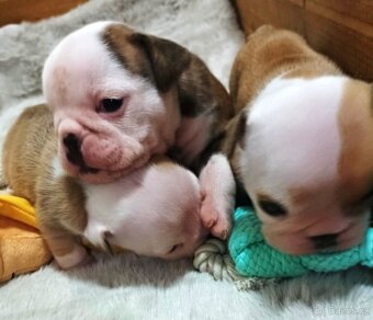 Anglický buldok s PP, štěňátka k rezervaci - 11