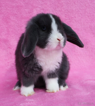 Zakrslý modrooký NHD beránek maličká samička s VP. - 11