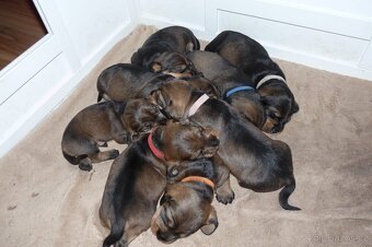 Jezevčík standard drsnosrstý s PP - 11