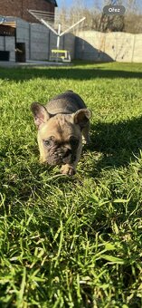 Francouzský buldoček - 11