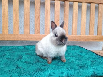 Zakrslý siamský žlutý MINI sameček - 11